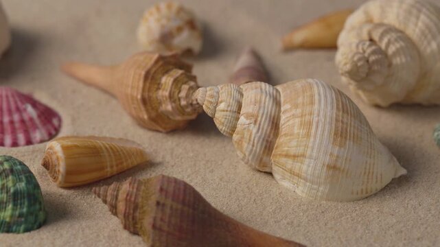 High quality macro shot of two spiral sea shells resting on clean golden sand, perfect for minimalist beach visuals, tropical travel ads, spa concepts, or eco-themed backgrounds.