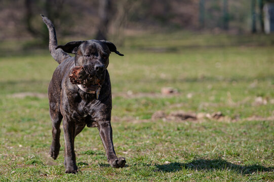 Brindle Cane Corso Mastiff running and playing in a sunny park