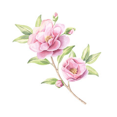 Fototapeta premium Watercolor camellia flower branch illustration isolated on white. Spring garden blooming plant for pastel pink floral design.