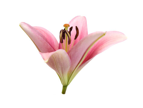 Beautiful Lily flower isolate on white 