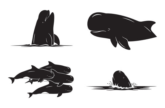 Whale set with sperm whale and beluga and pilot whale group and pod of whales breaching water and swimming in deep ocean illustrations isolated on transparent background for design work.