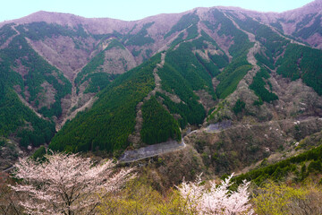 上北山村　ナメゴ谷に桜花咲く © PAE