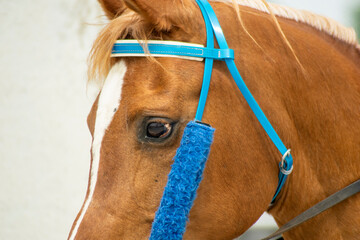 Close up of a brown horse with a blue bridle The Concept of Equestrian