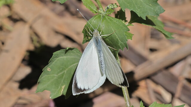 Aporia crataegi - Pieris crataegi