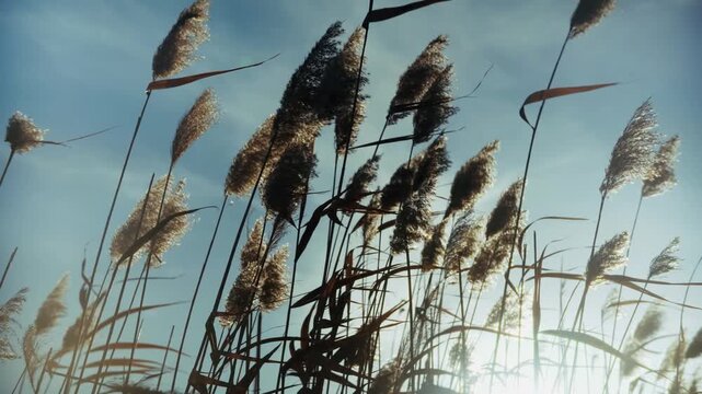 Dry Phragmites Swaying In Wind Against Blue Sky Background. Shoreline Vegetation