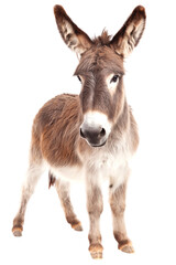 Fototapeta premium Adorable Donkey Standing on White Background