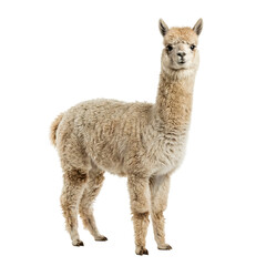 Obraz premium Light brown alpaca standing upright in full body frontal view with detailed fur texture