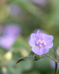 Obraz premium Macro purple flower with shallow depth of field – natural texture background