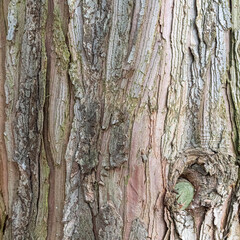 Fototapeta premium High resolution bark texture – detailed natural wood pattern background