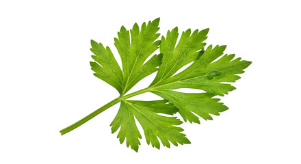 Fototapeta premium Fresh green parsley leaf on transparent background