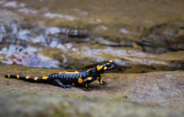 Jaszczurka Salamandra wychodząca z górskiego strumienia na mokre głazy © kubikactive