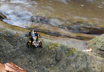 Jaszczurka Salamandra wychodząca z górskiego strumienia na mokre głazy © kubikactive