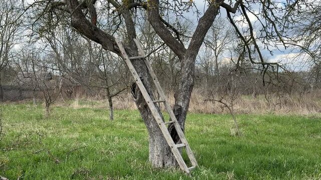 A rural garden in early spring with a distant apple tree and an old wooden ladder leaning against it. The ground has fresh green grass starting to grow, with no leaves on the trees yet, showing .