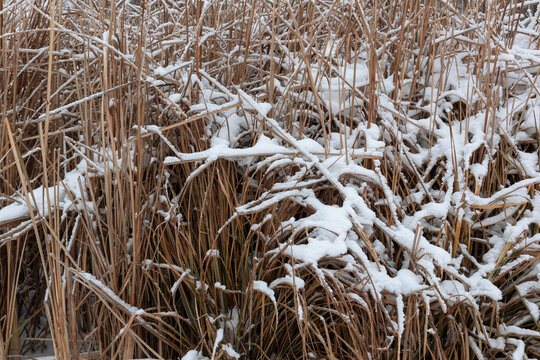 Dry reeds covered with snow in winter