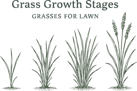 Created on Grass growth stages. Grasses for lawn. Ripening period. Vector infographic clipart. Hand drawn sketch vector art on white background