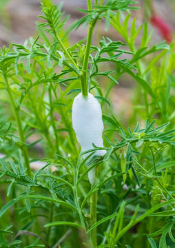 Close up shot of a Lepyronia gibbosa, also known as Spittlebug, Aphrophoridae nymph on a plant covered with Cuckoo Spit foam.