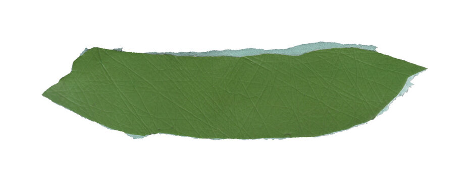 Curved Oval Torn Green Foam Sheet Piece with Pointed Ends and Relief Texture Isolated