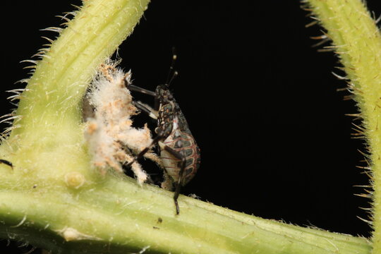 Halyomorpha Halys insect macro photo	