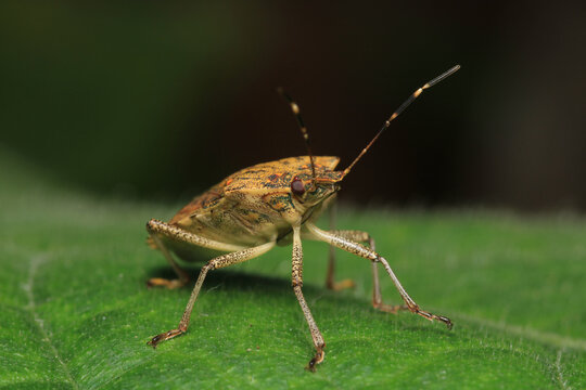 Halyomorpha Halys insect macro photo	