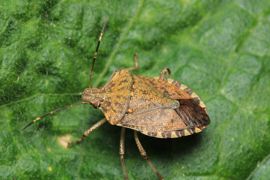 Halyomorpha Halys insect macro photo	