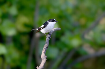 Obraz premium A male Collared Flycatcher (Ficedula albicollis) perched on a tree branch against a blurred background