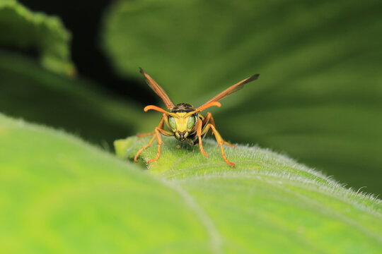Macro photograph of Polistes dominula wasp