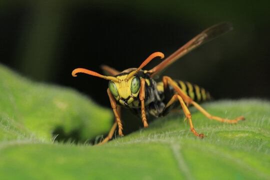 Macro photograph of Polistes dominula wasp