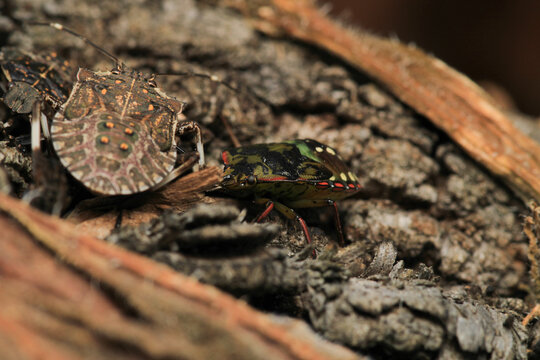 Halyomorpha Halys insect macro photo	