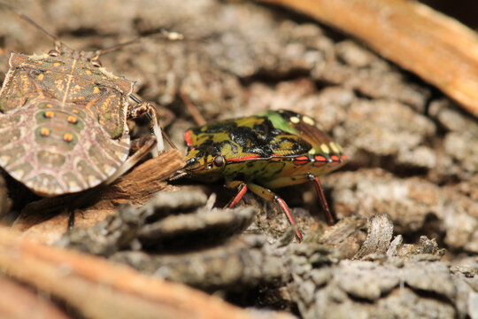 Halyomorpha Halys insect macro photo	