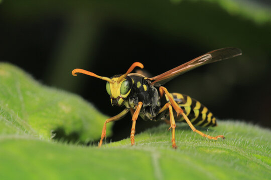 Macro photograph of Polistes dominula wasp