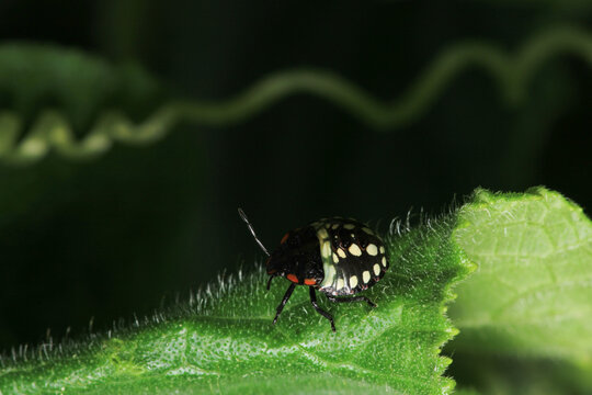 Halyomorpha Halys insect macro photo	
