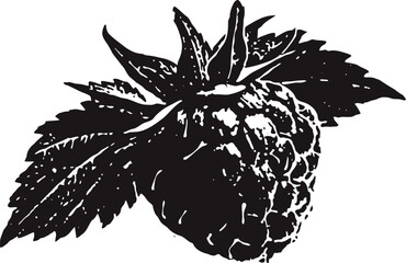 Naklejka premium Vintage raspberry fruit illustration with detailed leaves and textured berry in black and white engraving