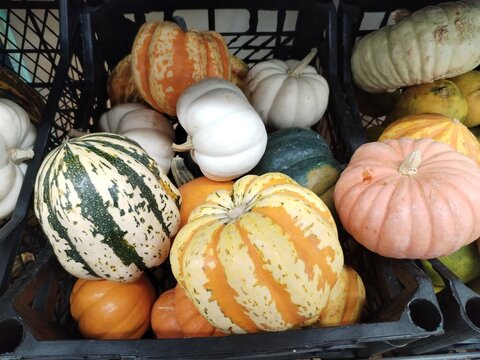 Photo of mixed, beautifully colored pumpkins.