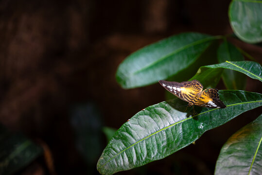 A colorful Parthenos sylvia butterfly sits on a green leaf.