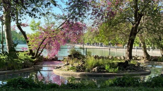 Blooming pink trees over tranquil pond in city park, scenic spring landscape with water reflections and lush greenery
