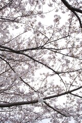 Obraz premium Cherry blossom branches in full bloom framing a bright white sky.