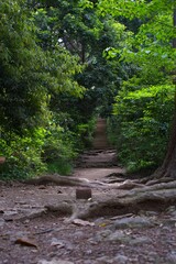 Fototapeta premium Lush green forest path with ancient roots leading to steps.