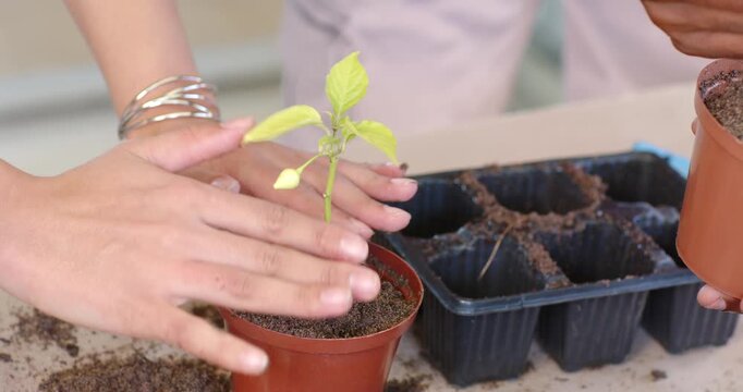 African American pair taking seedling from tray to orange pot steadying stem pressing soil on table