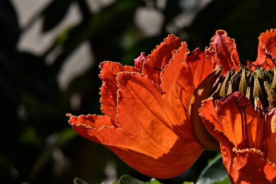 African tulip tree (Spathodea campanulata) also known as Nandi Flame tree.