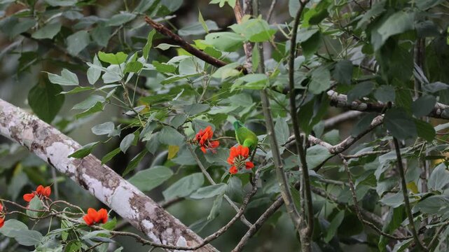 Vernal hanging parakeet foraging on flower tree at valparai in western ghats