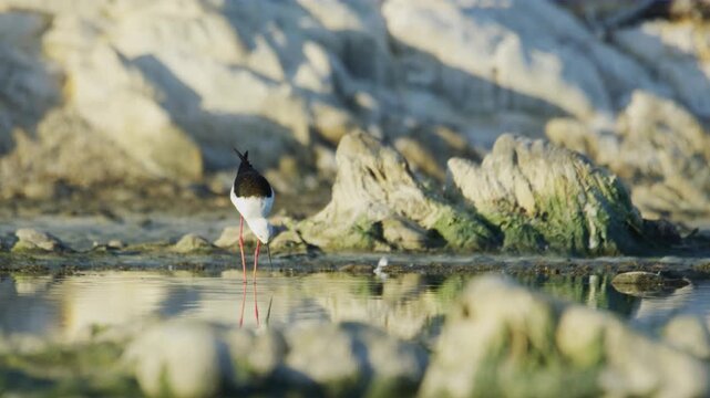 The black-winged stilt (Himantopus himantopus) is a widely distributed, very long-legged wader in the avocet and stilt family Recurvirostridae. 