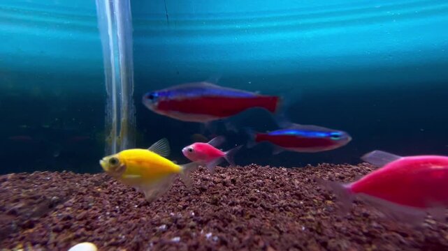 tropical fish in aquarium