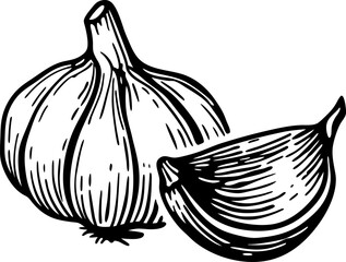 Fototapeta premium garlic bulb and clove detailed black and white sketch illustration