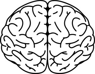Obraz premium Human brain outline illustration with cerebral cortex and brain folds anatomy concept