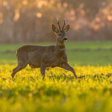 Buck leaps through sunlit field. Small antlers, blurry backdrop