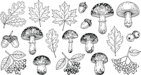 Autumnal Harvest Elements with Mushrooms Acorns and Leaves in Hand Drawn Style © Ishtiaq