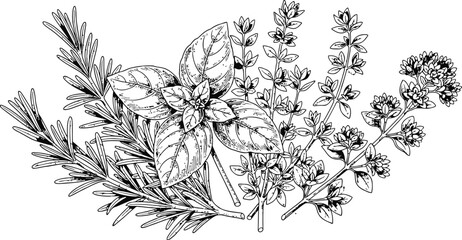 Botanical line art engraving of fresh culinary herbs arranged in a delicate cluster for healthy cooking © Ishtiaq