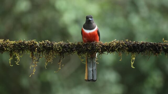 Rare and Beautiful Video of Malabar Trogon in 4K video format footage at western ghats in Karnataka India. Photographers dream come true if this sighting happens at Western Ghats. 