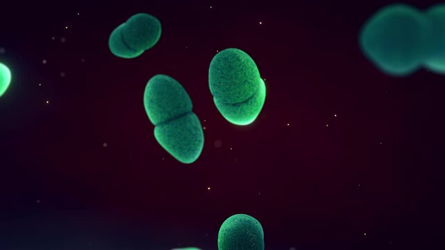 Enterococcus bacteria can cause bacteremia, endocarditis, sepsis, and complicated urinary tract infections, especially within nosocomial environments and in the context of antibiotic resistance