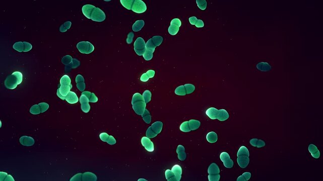 Enterococcus bacteria microbiology animation. Gram-positive cocci illustrating antibiotic resistance (VRE), gut microbiome, and nosocomial infection pathology